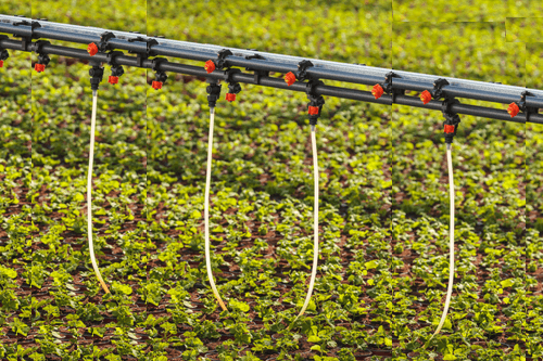 drip irrigation