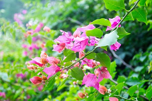 Bougainvillea