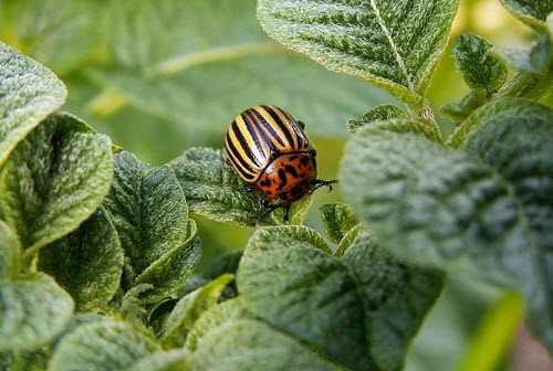 Common Gardening Mistakes To Avoid - pests