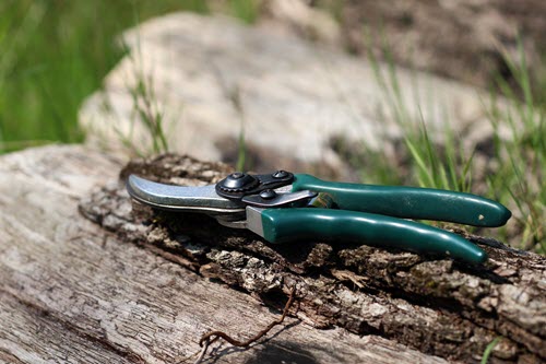 Common Gardening Mistakes To Avoid - pruning