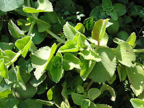 indian-borage