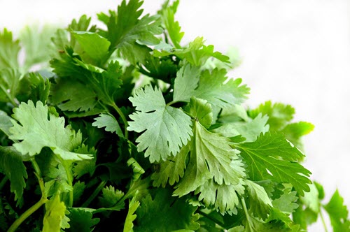 coriander