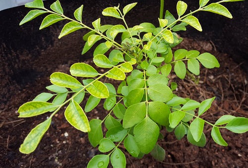 curry-leaf-plant - useful medicinal plants