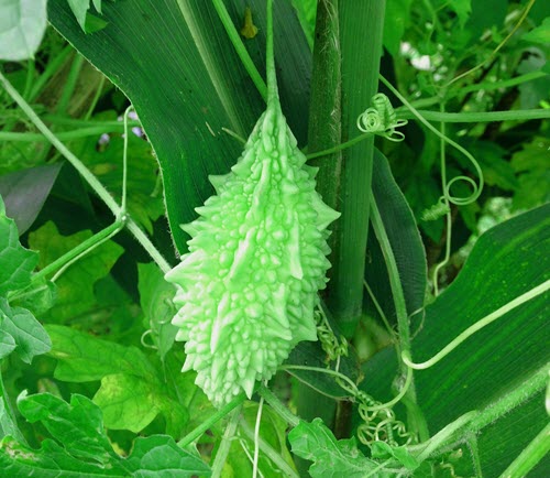 How to Grow Bitter Gourd in Pots - My Organic Garden