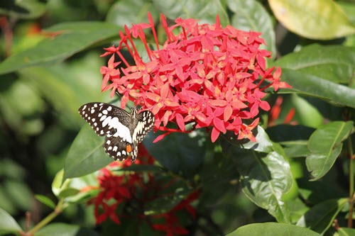 ixora