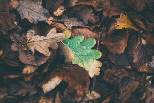 leaf-mold