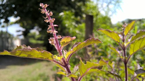 tulsi