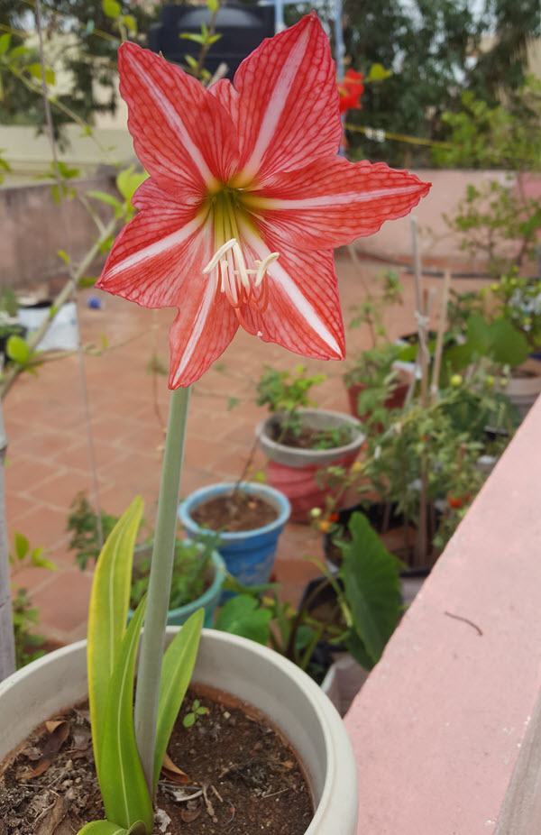 Amaryllis