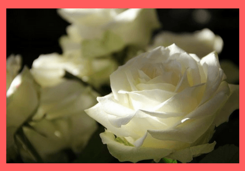 Beginners Tips for Growing Roses in Containers - MOG