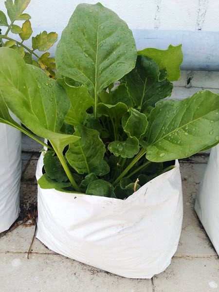 Best Vegetables to Grow in January in India - Spinach