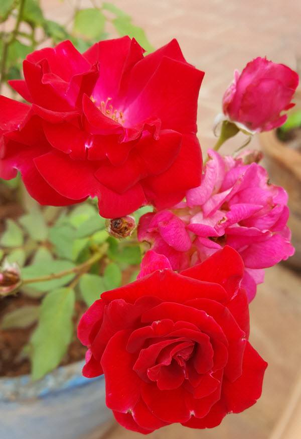 kashmir roses in bloom