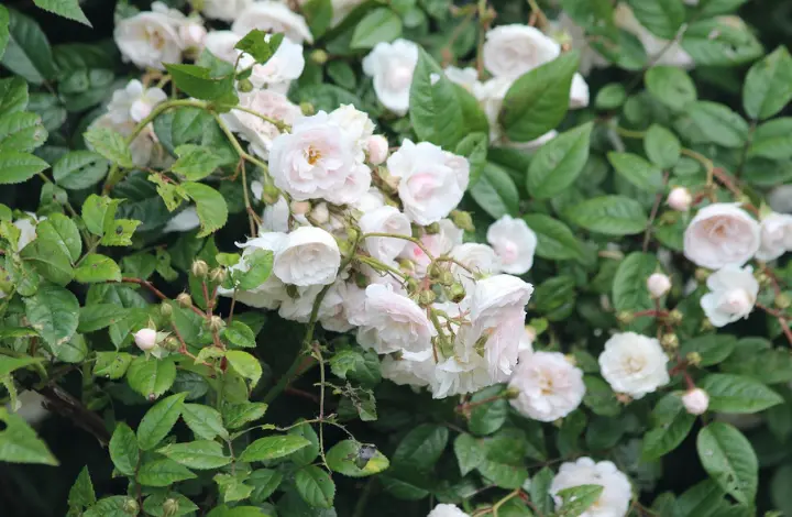 Climbing roses - Top Rose Varieties of Roses to Grow in India