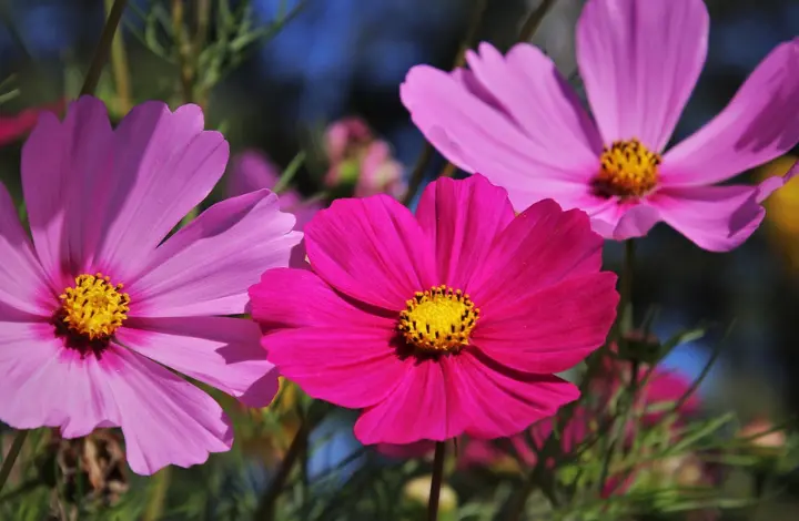 Cosmos Flowers