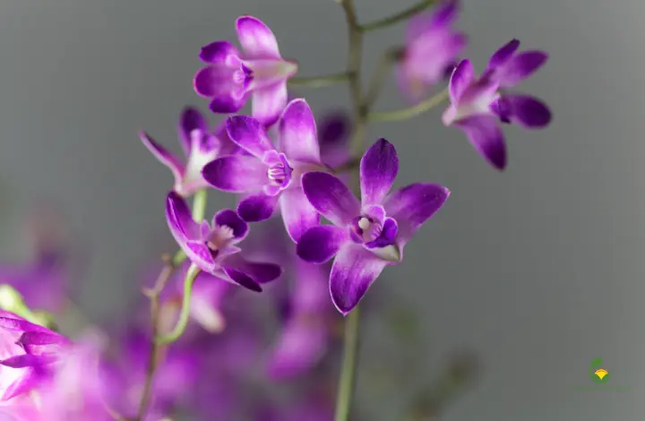 Dendrobium Kingianum