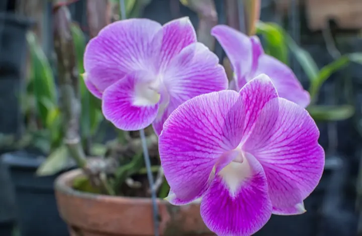 Unlock the Secrets to Growing Exotic Orchids Successfully