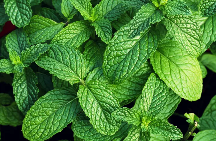 Medicinal Plants to Grow in Your garden - mint