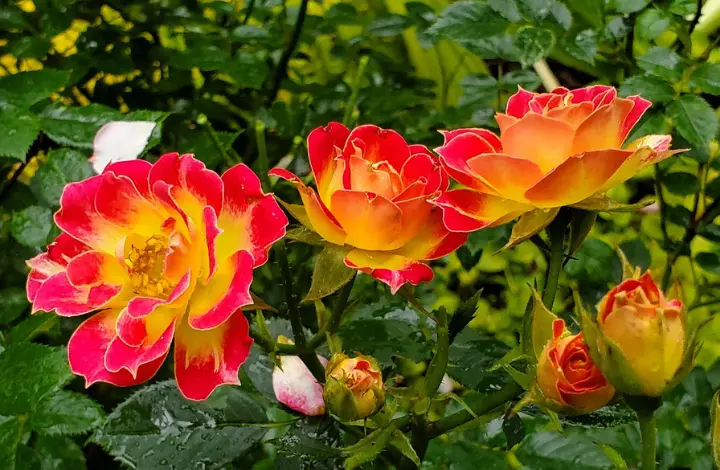 Miniature Roses - Top Rose Varieties of Roses to Grow in India