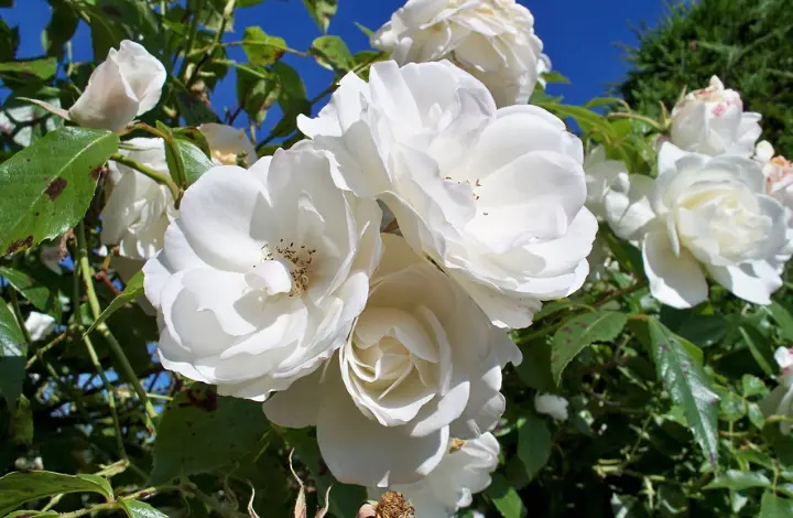 Shrub Roses