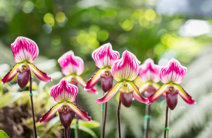 Top 5 Orchids for Beginner Gardeners - Paphiopedilum orchid