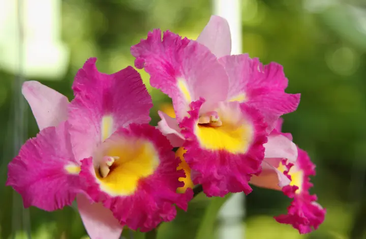 Top 5 Orchids for Beginners - Cattleya Orchid