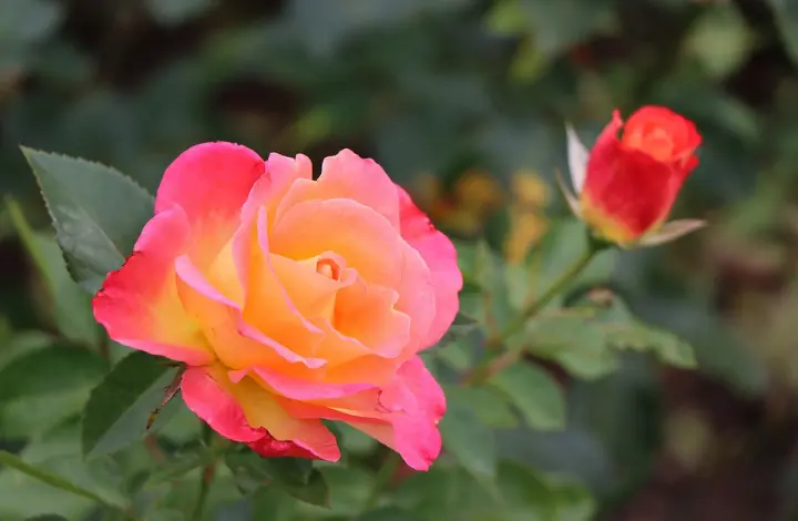 Top Rose Varieties to Grow in India - Hybrid Tea Roses