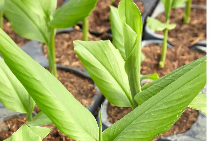 Turmeric plant