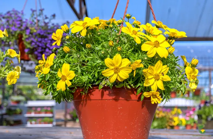 Beautiful Flower Hanging Baskets - Bacopa