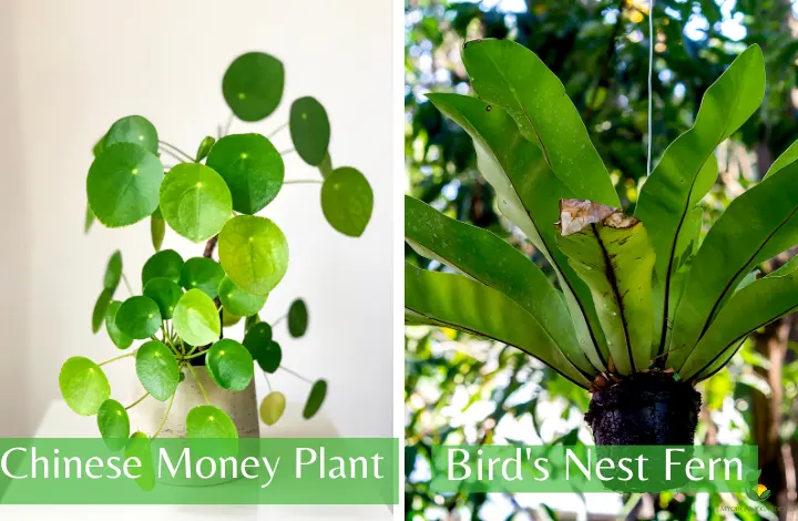 Chinese Money Plant and Bird's Nest Fern - foliage plants for hanging baskets