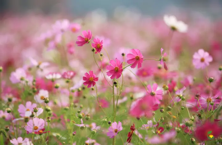 Cosmos - Beautiful Flowers to Grow in Your Monsoon Garden