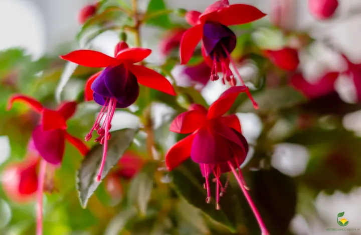 Fuschia