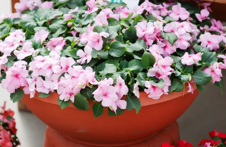 Impatiens