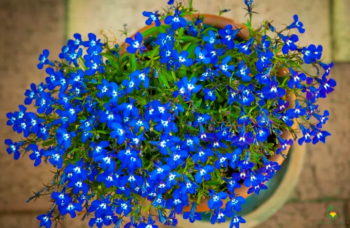 Lobelia