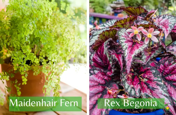 Maidenhair Fern and Rex Begonia