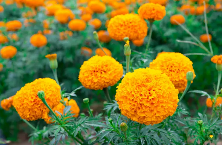 Marigold - Flowers to grow in your monsoon garden