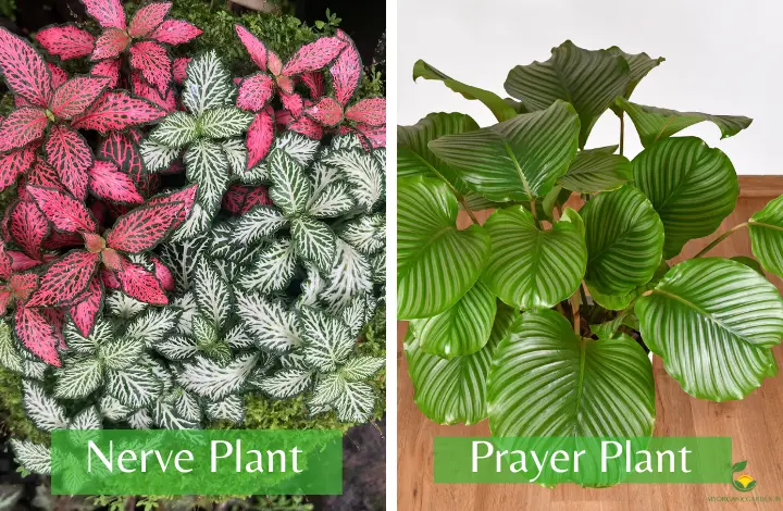 Nerve Plant and Prayer Plant