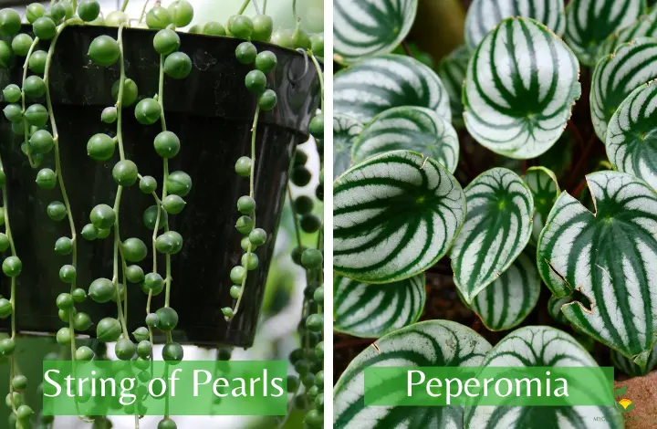 String of Pearls and Peperomia