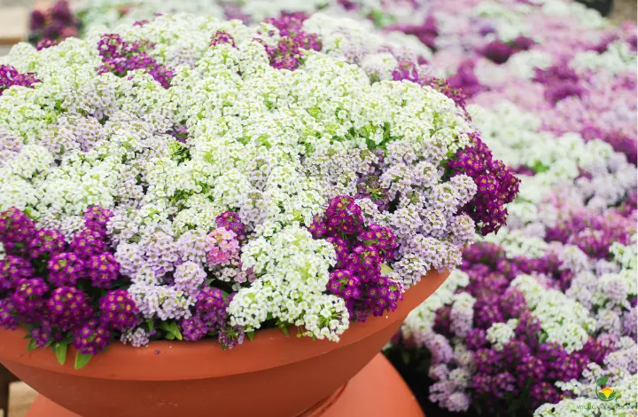 Sweet Alyssum