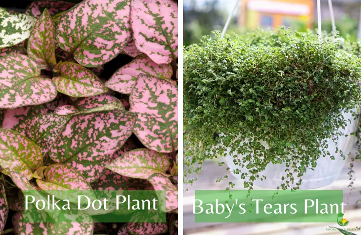 polka dot plant and baby's tears