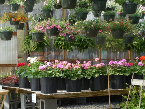 Tips for Newbie Gardeners - choose plants
