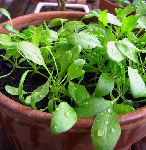 how to grow spinach in containers