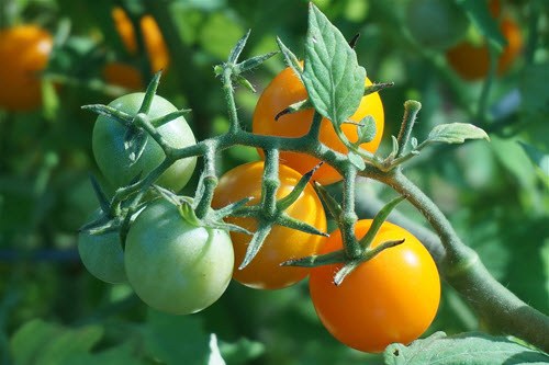 10 Good Reasons to Start a Terrace Garden - cook your own veggies