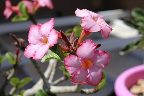 adenium