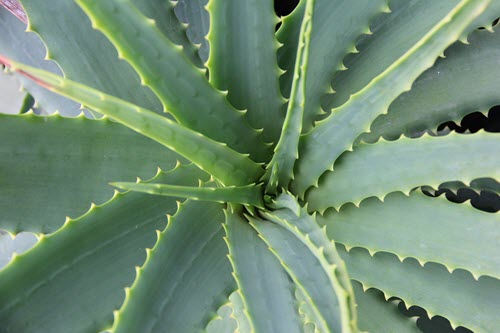 aloe-vera