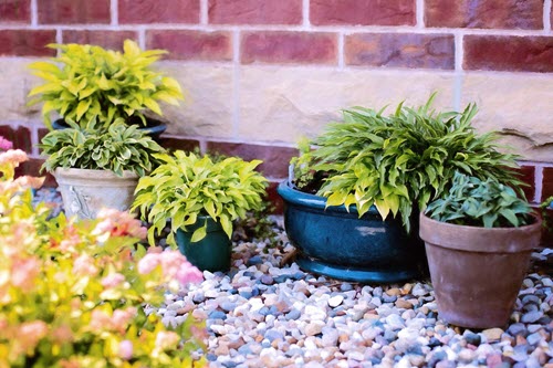 Common Gardening Mistakes To Avoid - too many small pots