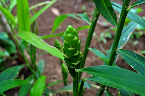 ginger plant