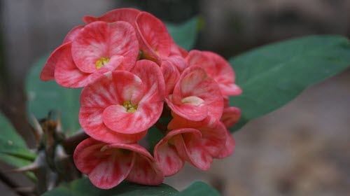 good luck plant crown of thorns