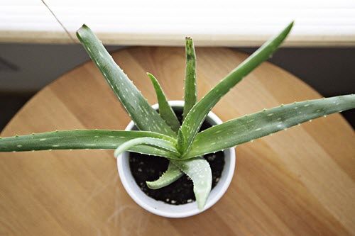 how-to-grow-aloe-vera-in-containers