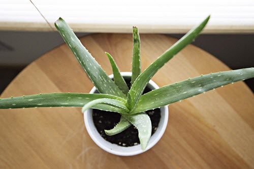 How To Grow Aloe Vera In Containers My Organic Garden