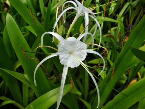 low maintenance plants for-your terrace garden spider lilies