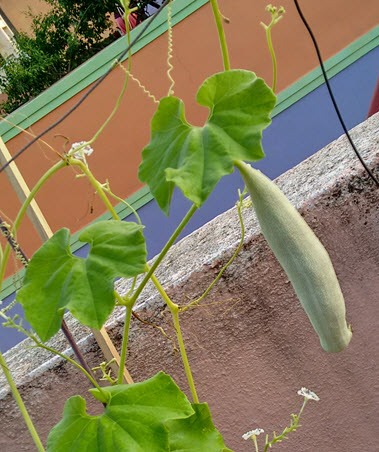 gourd grow terrace snake plants